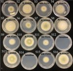 SENSITIVITY OF ASPERGILLUS FLAVUS ISOLATES FROM PEANUT SEEDS IN GEORGIA TO AZOXYSTROBIN, A QUINONE OUTSIDE INHIBITOR (QOI) FUNGICIDE