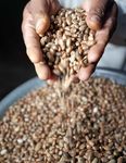 THE SUSTAINABLE CASTOR INITIATIVE - PHASE ONE RESULTS - Arkema