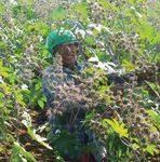 THE SUSTAINABLE CASTOR INITIATIVE - PHASE ONE RESULTS - Arkema