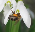 GARDENING FOR BEES Some tips and recommended plants - Leicestershire & Rutland Federation