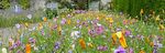 GARDENING FOR BEES Some tips and recommended plants - Leicestershire & Rutland Federation