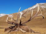 Mid-Asian Ibex hunting in Kazakhstan 2021 Prime hunting area