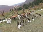 Mid-Asian Ibex hunting in Kazakhstan 2021 Prime hunting area