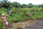 Intercropping food and cash crops with oil palm - Experiences in Uganda and why it makes sense - Tropenbos ...