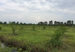 Intercropping food and cash crops with oil palm - Experiences in Uganda and why it makes sense - Tropenbos ...