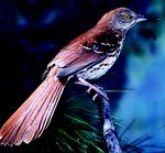 The Birdwatcher's Guide to Global Warming