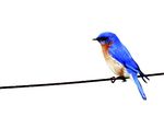 The Birdwatcher's Guide to Global Warming