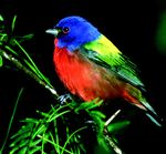 The Birdwatcher's Guide to Global Warming