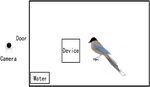 Performance of Azure winged magpies in Aesop's fable paradigm - Nature