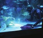 Fieldwork Resumes with New Safety Protocols Delivering Animal Care During Closure A Safe Reopening - It's time to live blue - New England Aquarium