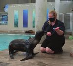 Fieldwork Resumes with New Safety Protocols Delivering Animal Care During Closure A Safe Reopening - It's time to live blue - New England Aquarium