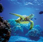 Understanding the State of the Ocean: A Global Manual on Measuring SDG 14.1.1, SDG 14.2.1 and SDG 14.5.1 - UNEP Document ...