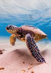 Understanding the State of the Ocean: A Global Manual on Measuring SDG 14.1.1, SDG 14.2.1 and SDG 14.5.1 - UNEP Document ...
