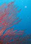 Understanding the State of the Ocean: A Global Manual on Measuring SDG 14.1.1, SDG 14.2.1 and SDG 14.5.1 - UNEP Document ...