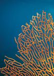 Understanding the State of the Ocean: A Global Manual on Measuring SDG 14.1.1, SDG 14.2.1 and SDG 14.5.1 - UNEP Document ...