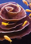 Understanding the State of the Ocean: A Global Manual on Measuring SDG 14.1.1, SDG 14.2.1 and SDG 14.5.1 - UNEP Document ...
