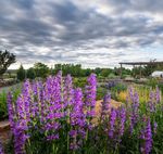 SUMMER 2021 A QUARTERLY MAGAZINE FOR - MEMBERS OF DENVER BOTANIC GARDENS