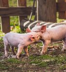 SHORT-TERM OUTLOOK for EU agricultural markets in 2021 - SPRING 2021