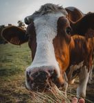 SHORT-TERM OUTLOOK for EU agricultural markets in 2021 - SPRING 2021