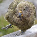 KEA GUIDELINES FOR PLANTATION FORESTRY - Kea Conservation Trust