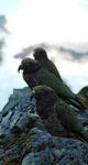 KEA GUIDELINES FOR PLANTATION FORESTRY - Kea Conservation Trust