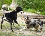 Professional Dog Trainer Program: Course Catalog - CATCH ...