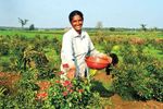 Participation of Women in MGNREGA in Karnataka - Understanding the Drivers and Barriers - Indus Action