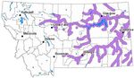Fish of Montana Montana Field Guide