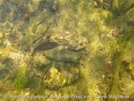 Fish of Montana Montana Field Guide
