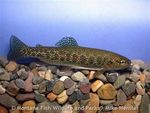 Fish of Montana Montana Field Guide