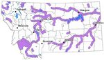 Fish of Montana Montana Field Guide