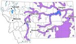 Fish of Montana Montana Field Guide