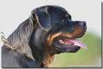 The 7 Deadly Breed Type Faults - The ROTTWEILER Workshop - Medallion Rottweiler Club