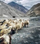 S U V Leh Ladakh - Yuvaa Pragati Adventure Treks and Tours