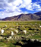S U V Leh Ladakh - Yuvaa Pragati Adventure Treks and Tours
