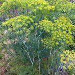 Houston Herb Garden 2020 - Sam Houston Memorial Museum