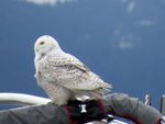 On The Wing - Boulder County Audubon Society