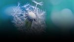 Find your essential C-suite Series: The 2021 CEO Study How to thrive in a post-pandemic reality - IBM