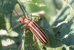 COMMON DEFOLIATING BEETLES IN SOYBEAN - UT Crops