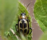 COMMON DEFOLIATING BEETLES IN SOYBEAN - UT Crops