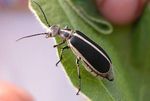 COMMON DEFOLIATING BEETLES IN SOYBEAN - UT Crops