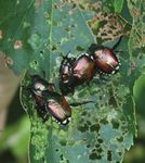 Japanese Beetle: Insect Pest - Kansas State University