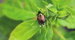 Japanese Beetle: Insect Pest - Kansas State University