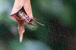 Leaf at first sight: How leaf-curling spiders pair up and build a family home