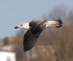IDENTIFICATION GUIDE: Five Common Gulls of Eastern Canada - Canada.ca