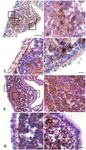 Faecal shedding, alimentary clearance and intestinal spread of prions in hamsters fed with scrapie