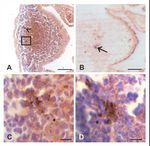 Faecal shedding, alimentary clearance and intestinal spread of prions in hamsters fed with scrapie