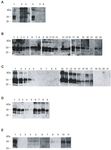 Faecal shedding, alimentary clearance and intestinal spread of prions in hamsters fed with scrapie