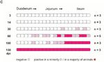 Faecal shedding, alimentary clearance and intestinal spread of prions in hamsters fed with scrapie