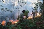 Massive Forest Fires and Mitigating Stratigies in New Arena: A Case Study - IJERT